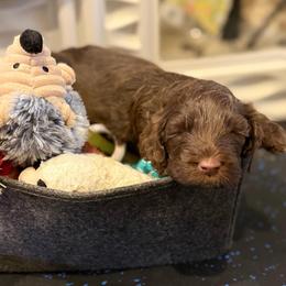 Maverick - Purple Collar - Brown and white male Portuguese Water Dog puppy in Colorado Springs, Colorado from Melissa's Portuguese Water Dogs
