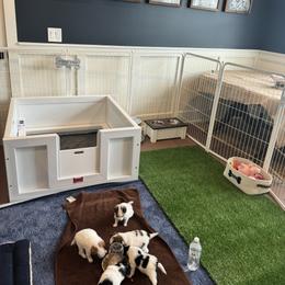 Papillon Puppies from Papillons in the Pines
