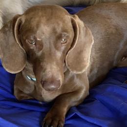 Ripp - Dachshund