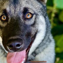 Norwegian Elkhounds from Taylor Steele
