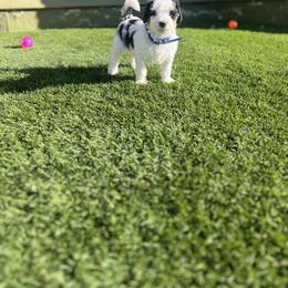 Bernedoodle Puppies from SoCal Bernedoodles
