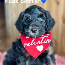 Kade Sonnier - Black phantom male Aussiedoodle puppy in Lancaster, Minnesota from Finney Ranch