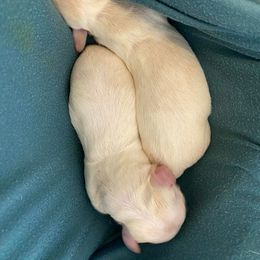 Dachshund Puppies from Hidden Oaks Dachshunds