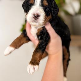 Baker - Tri-color male Bernedoodle puppy in Ammon, Idaho from Little Stone Bernedoodles