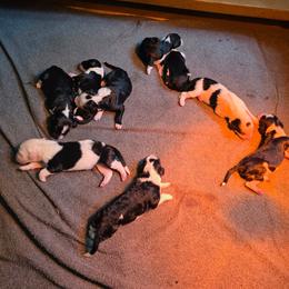 Wish - Black and white male Sheepadoodle puppy in Weatherford, Texas from Oodles of poodles and doodles