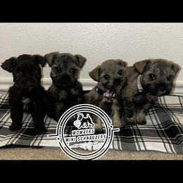 Miniature Schnauzer puppies from Wowzers Mini Schnauzers