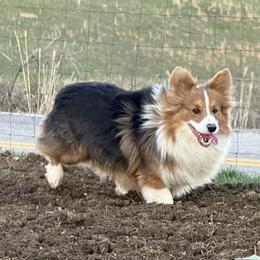 Benny - American Corgi