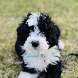 Geno - Black and white male Sheepadoodle puppy in Spokane, Washington from Downriver Doodles