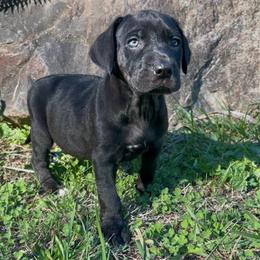 Cherry - Black female Catahoula Leopard Dog puppy in Washington from Coweeman Catahoulas