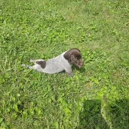 German Shorthaired Pointer Puppies from Erin McGhee