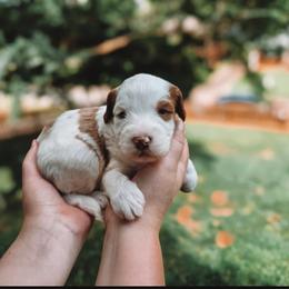 Chipper - Parti male Goldendoodle puppy in Austin, Texas from Cedarcrest Goldendoodles