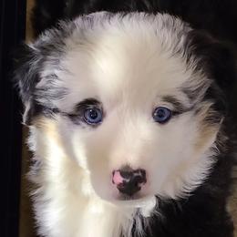 Miniature Australian Shepherd and Toy Australian Shepherd Puppies from Beasley Acres Aussies