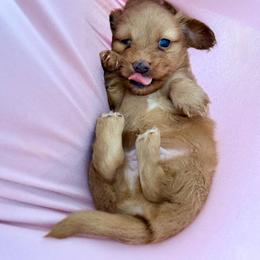Lucky - Cream male Dachshund puppy in Westport, Kentucky from Lonestar Creek Farm