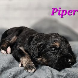 Piper - Black female Saint Berdoodle puppy in Battle Ground, Washington from Mad Hatter Farms Saint Berdoodles