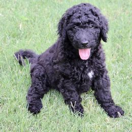 Goldendoodle Puppies from Shades of Grace Doodles in Texas