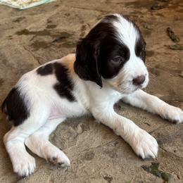 Dot Dot - Liver and white female English Springer Spaniel puppy in Indianola, Mississippi from Rosebud Breeding