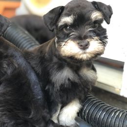 Miniature Schnauzers from Prestigious Schnuazers