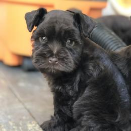 Miniature Schnauzers from Prestigious Schnuazers