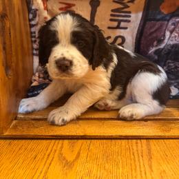 Trip - Liver white and roan male English Springer Spaniel puppy in Braidwood, Illinois from A & R Springers