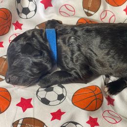 Duke - Black phantom male Aussiedoodle puppy in North Carolina from Carolina Doodles