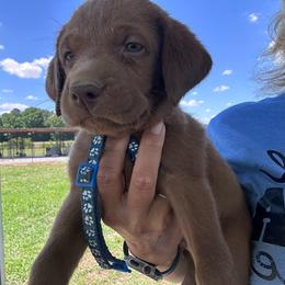 Blue - Chocolate male Labrador Retriever puppy in Newton Grove, North Carolina from Wayalife Labradors & Gsp’s