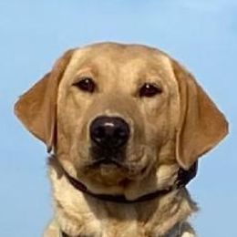 Cleo - Labrador Retriever