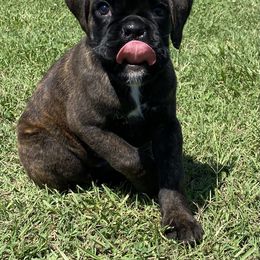 Boxer Puppies from Furevermore Boxers
