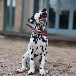 Dalmatian Puppies from Sublime Dalmatians