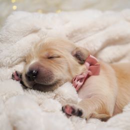 Golden Retriever, Miniature American Shepherd, and Siberian Husky Puppies from HuskiesAndGoldensWithFinesse