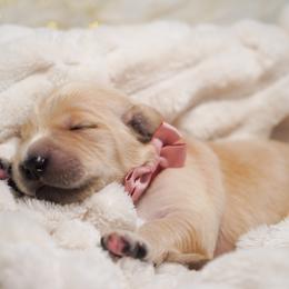 Golden Retriever, Miniature American Shepherd, and Siberian Husky Puppies from HuskiesAndGoldensWithFinesse