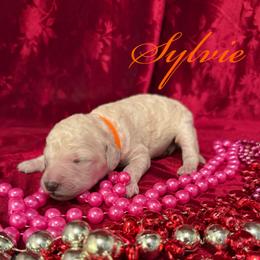 Sylvie - Cream female Poodle puppy in Port Orange, Florida from Daytona’s Standard Poodles