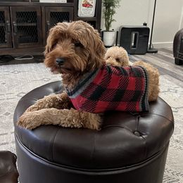 Ruby (aka Monkey) - Goldendoodle