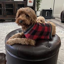 Ruby (aka Monkey) - Goldendoodle