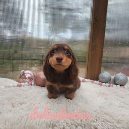 Boy 2 - Chocolate and tan Dachshund puppy in Redding, California from Dulcedoxies