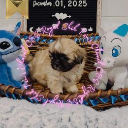 Chihuahua and Shih Tzu Puppies from C&E Royal Shih Tzu