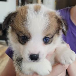 Black Thumb's Wild Card - Sable male Pembroke Welsh Corgi puppy in Easley, South Carolina from Rachael Singletary