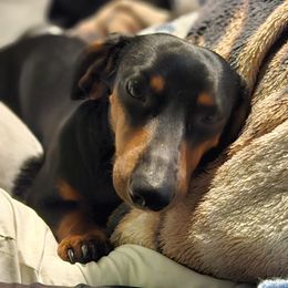 Jax - Dachshund