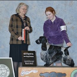 Cheney - English Cocker Spaniel