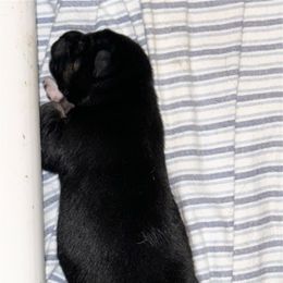 Black and tan female - Black and tan female Shiba Inu puppy in Derby, Kansas from Heart’s Desire Shiba Inus