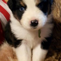 Australian Shepherds from Faith Valley Farm