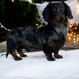 Ash - Dachshund