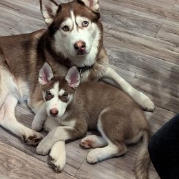 Siberian Husky Puppies from 3 Rivers Siberians(Richard's)