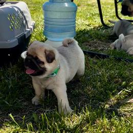 Green - Fawn male Pug puppy in Baylis, Illinois from Cameo's Pugs