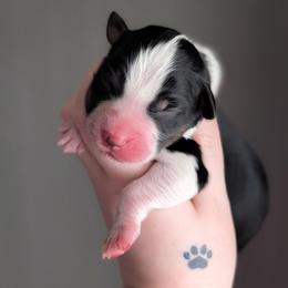 Oreo - Black tri-color male Australian Shepherd puppy in Georgetown, Texas from River Reign Australian Shepherds