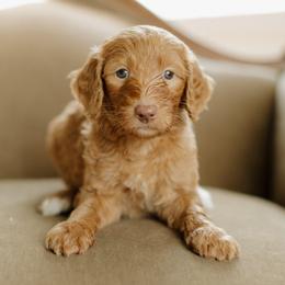 Randy Travis - Apricot male Goldendoodle puppy in Hiddenite, North Carolina from Rose and Reid Doodles