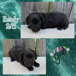 Mint - Black female Dachshund puppy in Jonesboro, Illinois from Twin Hills Dachshunds