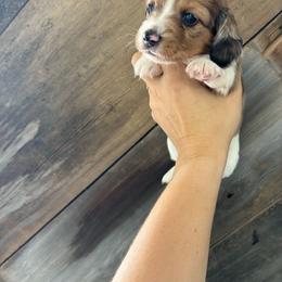 Kleo - Piebald female Dachshund puppy in Alto, Texas from Prima Dachshunds