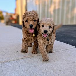 Double Doodle and Goldendoodle Puppies from Big Red Paw Doodles