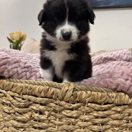 Australian Shepherd Puppies from Drummond Aussies