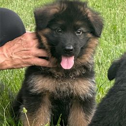 Brown collar - Black and red male German Shepherd puppy in Pana, Illinois from von Fenja German Shepherd Dogs